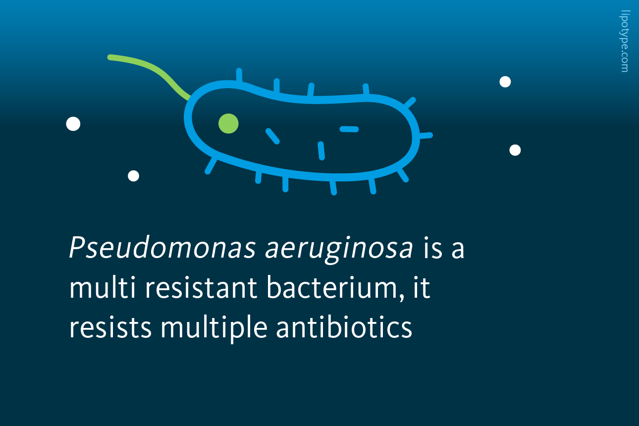 Slide 2: Pseudomonas aeruginosa is a multi resistant bacterium, it resists multiple antibiotics.