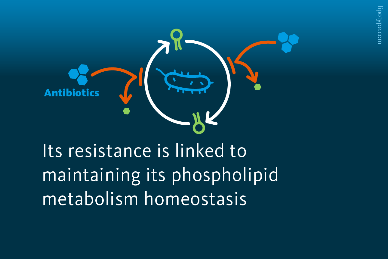 Slide 3: Its resistance is linked to maintaining its phospholipid metabolism homeostasis.