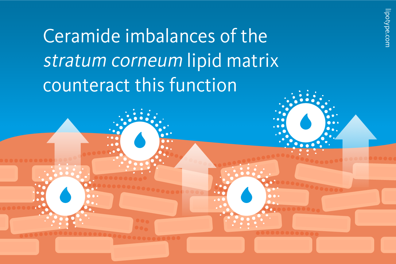 Slide 3: Ceramide imbalances of the stratum corneum lipid matrix counteract this function.