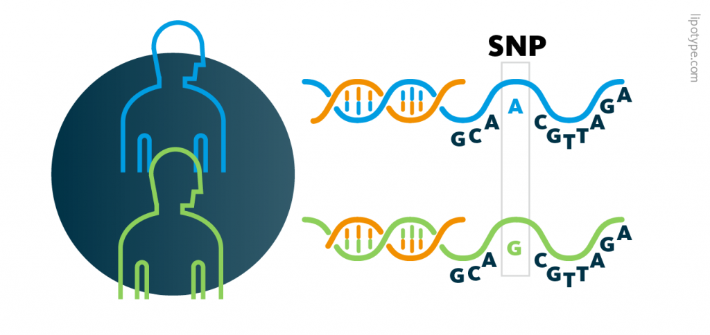 A graphic representation of an SNP. SNPs are genetic variations in just one base pair. For example, most people may have the genetic code GCAACGTTAGA at a specific position but some might feature the genetic sequence GCAGCGTTAGA instead.