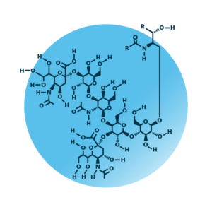 General molecular structure of the ganglioside GD1.