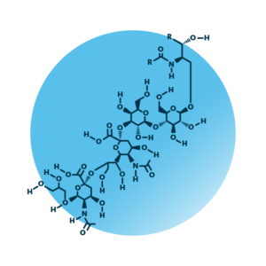 General molecular structure of the ganglioside GD3.