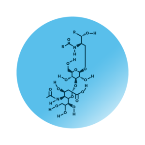 General molecular structure of the ganglioside GM4.