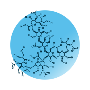 General molecular structure of the ganglioside GT1.
