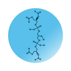 General molecular structure of cardiolipin.