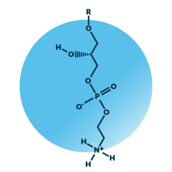 General molecular structure of ether-linked lyso-phosphatidylethanolamine.