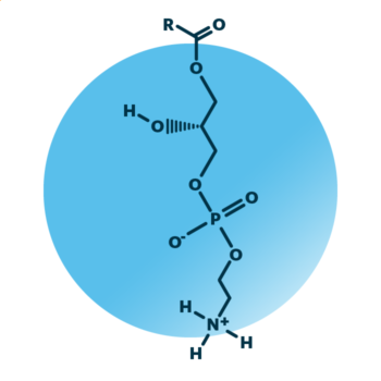 General molecular structure of lyso-phosphatidylethanolamine.