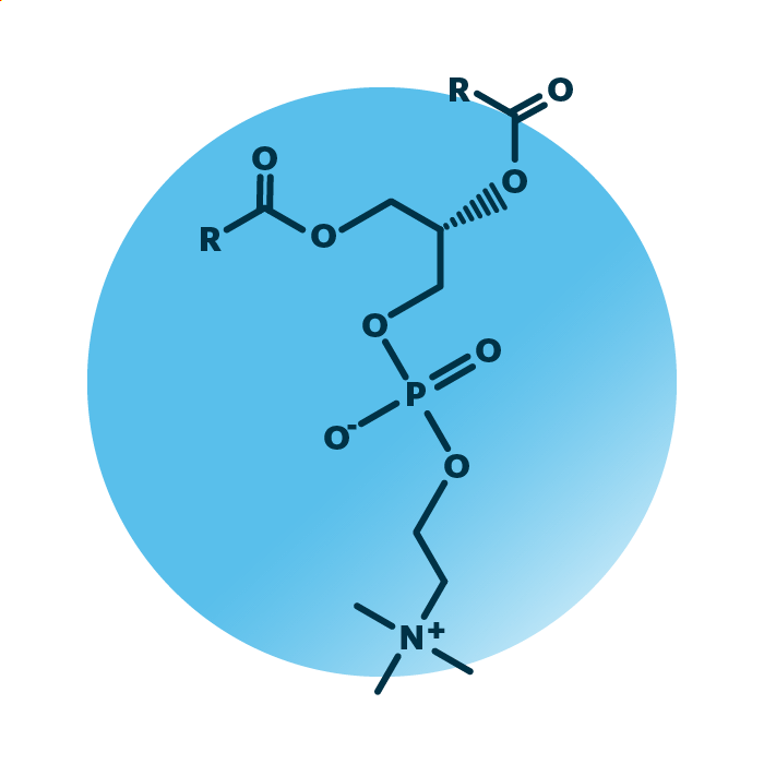 Phosphatidylcholine Analysis Lipid Analysis Lipotype GmbH