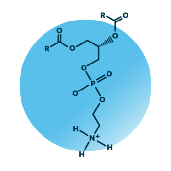 General molecular structure of phosphatidylethanolamine.