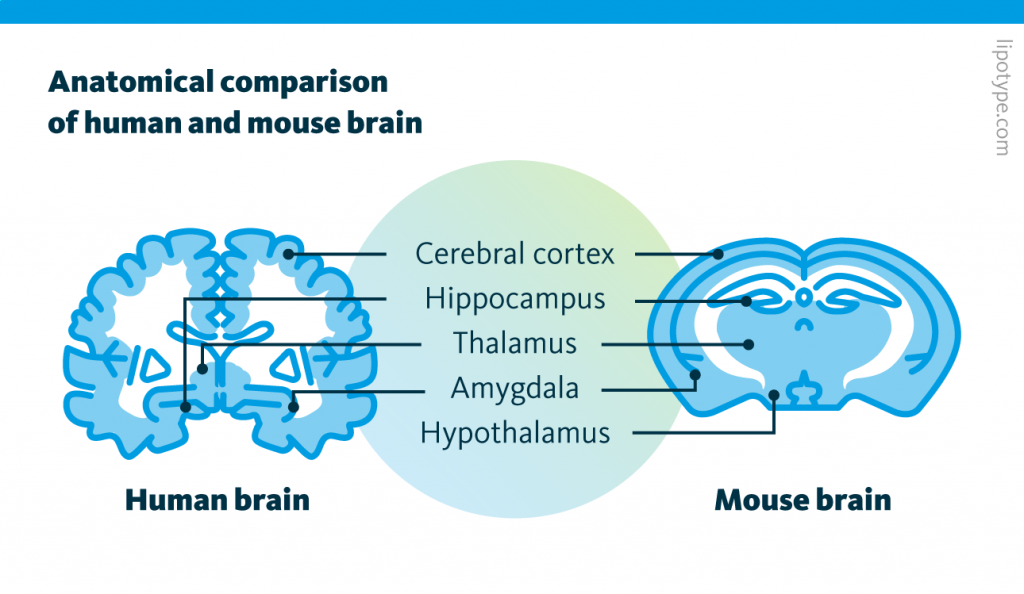 A graphic comparison of the human brain and the mouse brain. The cellular architecture of the human and mouse brain tissues are well-conserved. They are organized in very similar fashion and contain a comparable diversity of cell types.