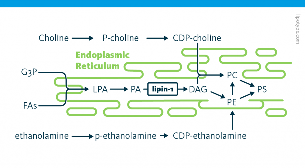 An infographic depicting the biochemical pathways of phospholipid synthesis in mammalian cells. The gene LPIN1 encoding the enzyme lipin-1 is highlighted. An infographic depicting the biochemical pathways of phospholipid synthesis in mammalian cells. The gene LPIN1 encoding the enzyme lipin-1 is highlighted.