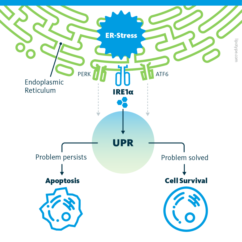 An infographic depicting the pathway from ER stress to apoptosis. Phospholipid metabolism aberrations in the Endoplasmic Reticulum (ER) activate the IRE1α pathway, and thus the Unfolded Protein Response (UPR). If the ER stress persists the UPR remains activated. This initiates apoptosis, programmed cell death.