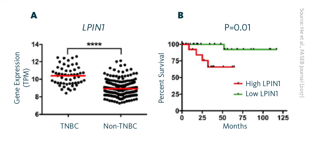 Scientific graphs presenting a comparison of the LPIN1 gene readout levels in TNBC and non-TNBC breast cancers, and the correlation of high LPIN1 gene readout with shorter overall survival of patients with TNBC. Scientific graphs presenting a comparison of the LPIN1 gene readout levels in TNBC and non-TNBC breast cancers, and the correlation of high LPIN1 gene readout with shorter overall survival of patients with TNBC.