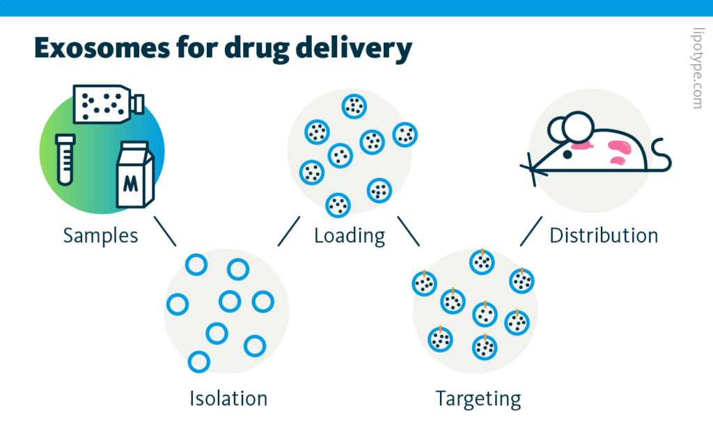 An infographic showing the basic workflow of exosomes for drug delivery. Exosomes are collected from samples and isolated; they are loaded with the desired cargo. A cell targeting modification is introduced to the exosomes until they are administered to the organism where the exosomes are biodistributed.