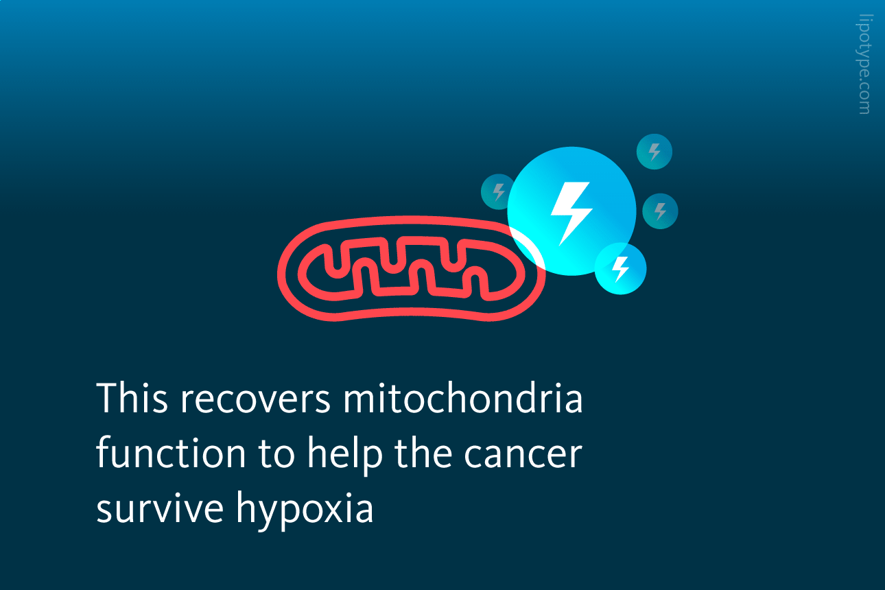 Slide 4: This recovers mitochondria function to help the cancer survive hypoxia.