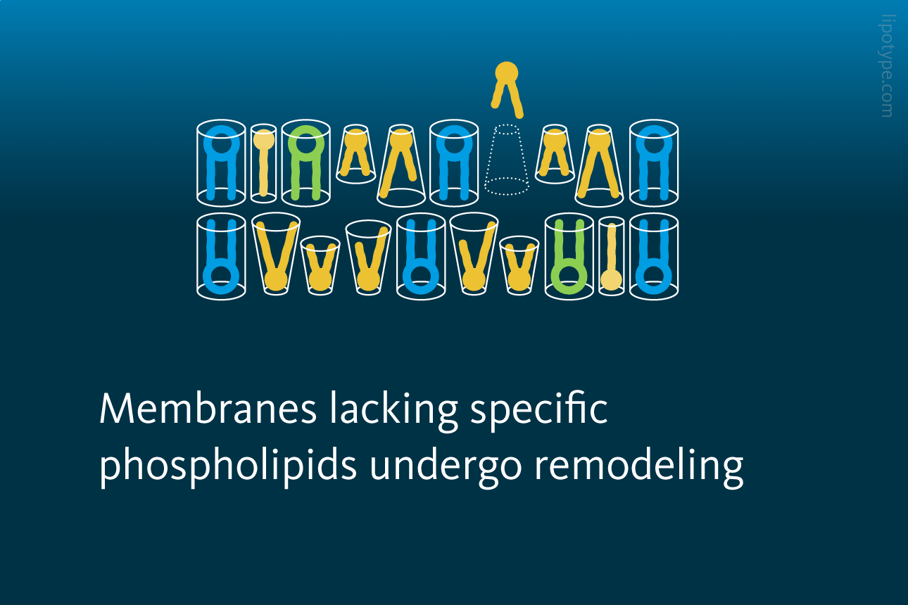 Slide 3: Membranes lacking specific phospholipids undergo remodeling.