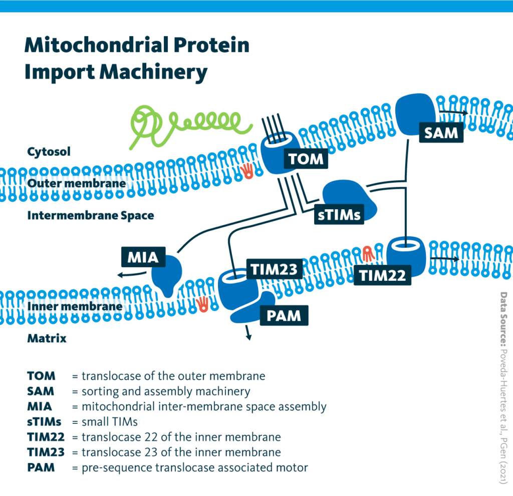 An infographic depicting the mitochondrial protein import machinery.