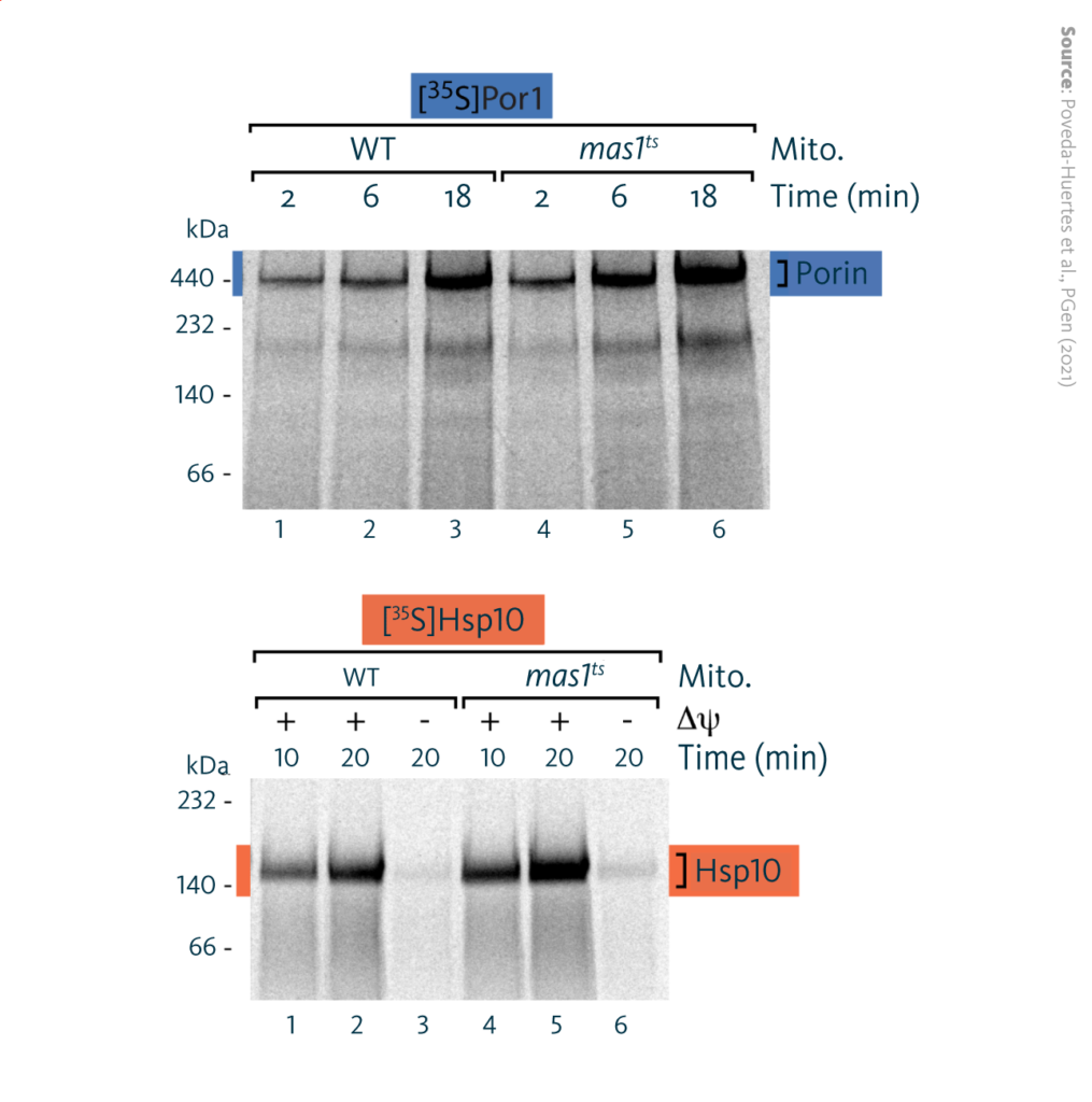 Import kinetics of radiolabeled precursor proteins into mitochondria isolated from wild-type or mas1ts cells after induction of mtUPR for 10 hours.