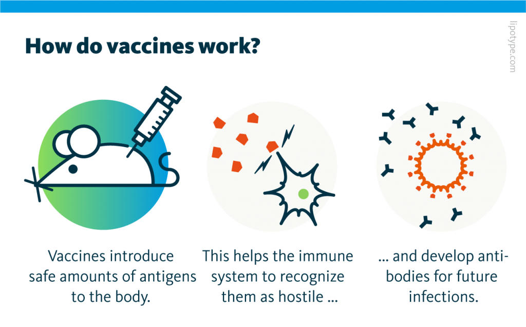 A graphic representation of how vaccines work from introducing safe amounts of antigens to the body to developing antibodies for future infections.