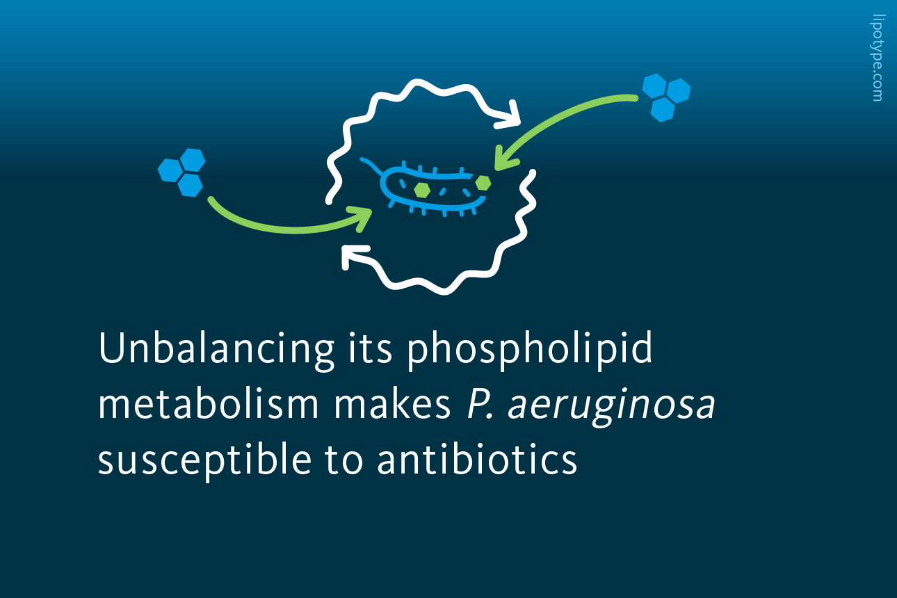 Slide 4: Unbalancing its phospholipid metabolism makes P. aeruginosa susceptible to antibiotics.