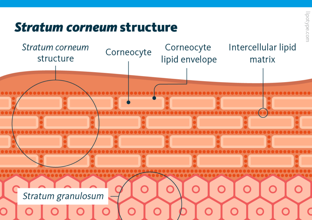 A graphic representation of the stratum corneum including corneocytes, corneocyte lipid envelope, intercellular matrix and stratum granulosum.
