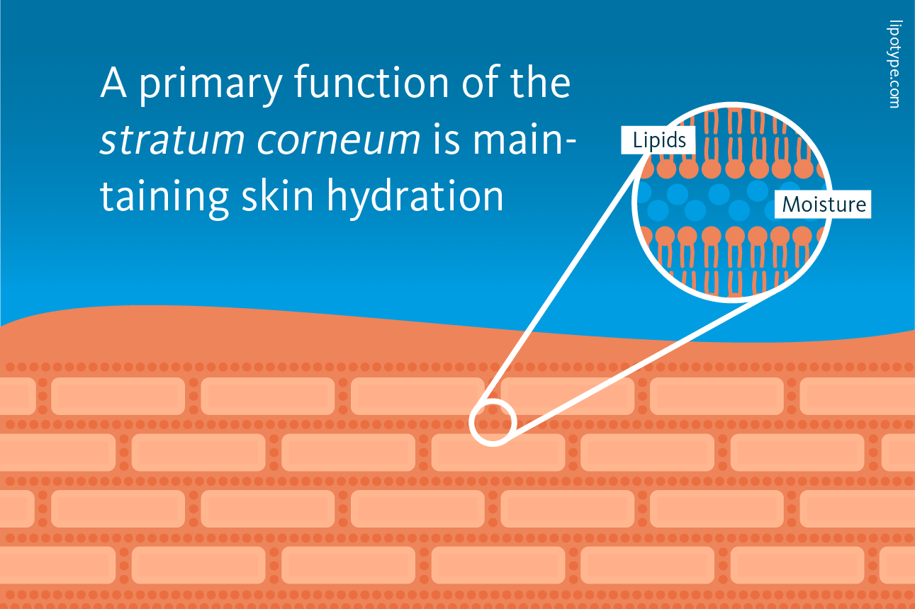 Slide 2: One of the primary functions of the stratum corneum is maintaining skin hydration.