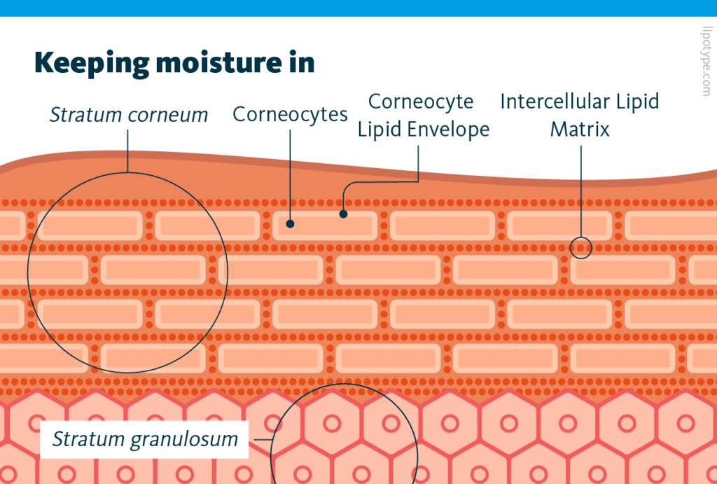 Ceramide Analysis in Moisturizer Research Ceramide Analysis of the