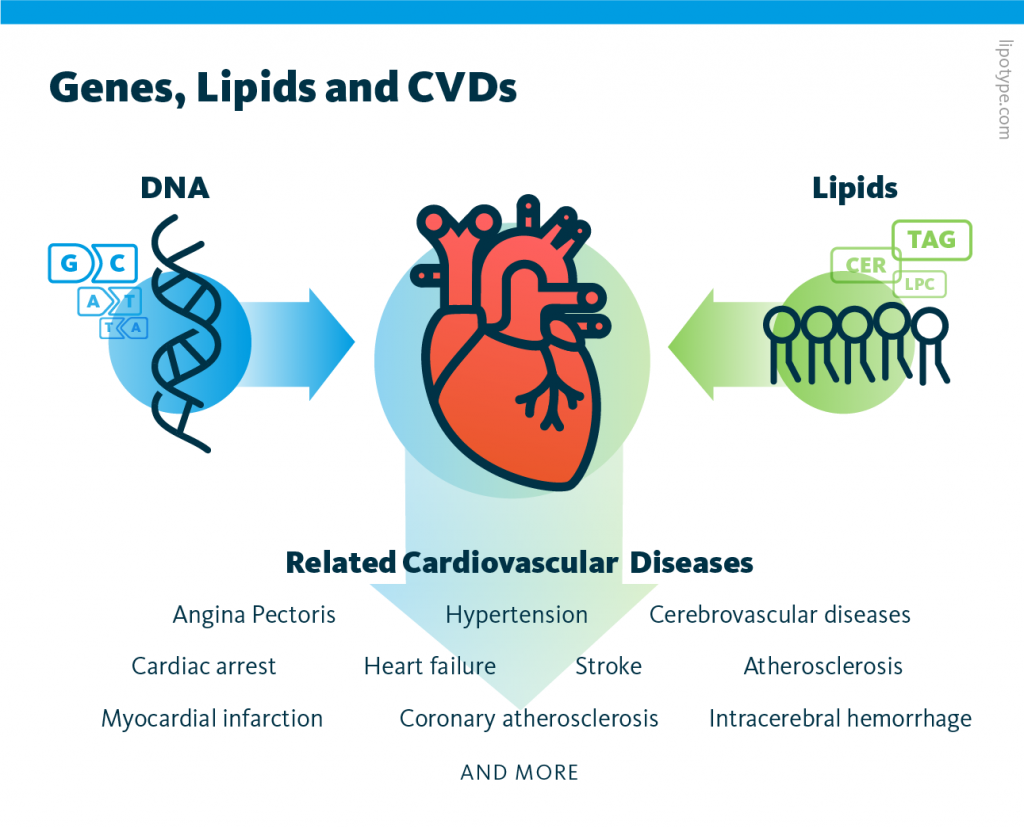 An infographic showing the relationship between genes, lipids and cardiovascular diseases such as stroke, atherosclerosis or hypertension.