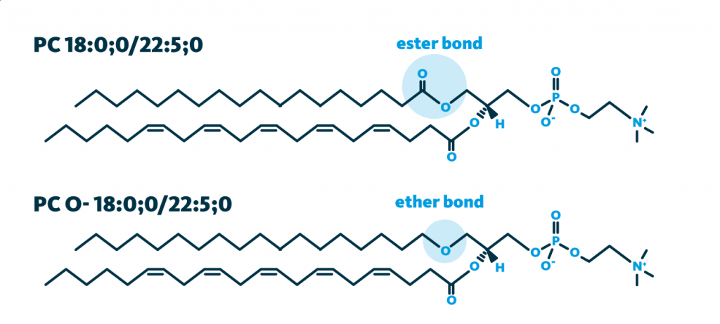A graphic comparison of phospholipids and ether-phospholipids. Phospholipids are lipids which contain a phosphate group, and two fatty acids. In ether phospholipids, one of the two fatty acids is not linked by an ester bond but by an ether bond. Shown are examples for phosphatidylcholine and ether-linked phosphatidylcholine.