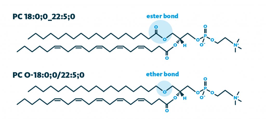 A graphic comparison of phospholipids and ether-phospholipids. Phospholipids are lipids which contain a phosphate group, and two fatty acids. In ether phospholipids, one of the two fatty acids is not linked by an ester bond but by an ether bond. Shown are examples for phosphatidylcholine and ether-linked phosphatidylcholine.
