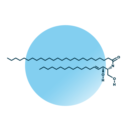 An example for the molecular structure of ceramides, specifically Cer 44:1;2.