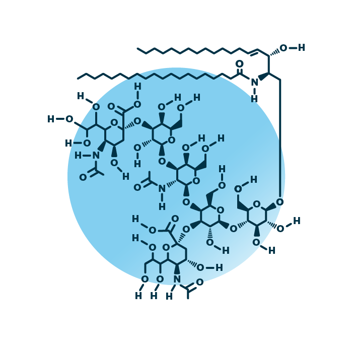 An example for the molecular structure of ganglioside GD1, specifically GD1 38:1;2.