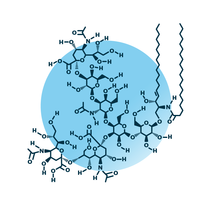 An example for the molecular structure of ganglioside GT1, specifically GT1 38:1;2.