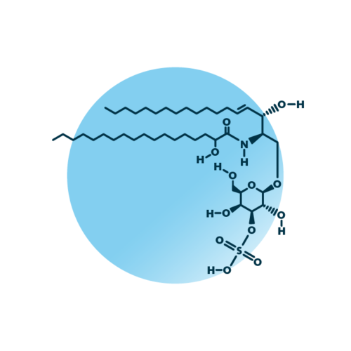 An example for the molecular structure of sulfatide, specifically Sulf 36:1;3.