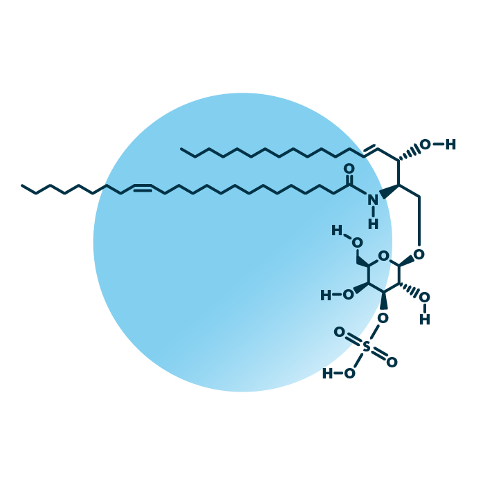 An example for the molecular structure of sulfatide, specifically Sulf 42:2;2.