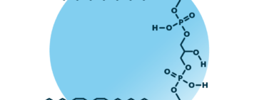 An example for the molecular structure of cardiolipin, specifically CL 69:4;0.