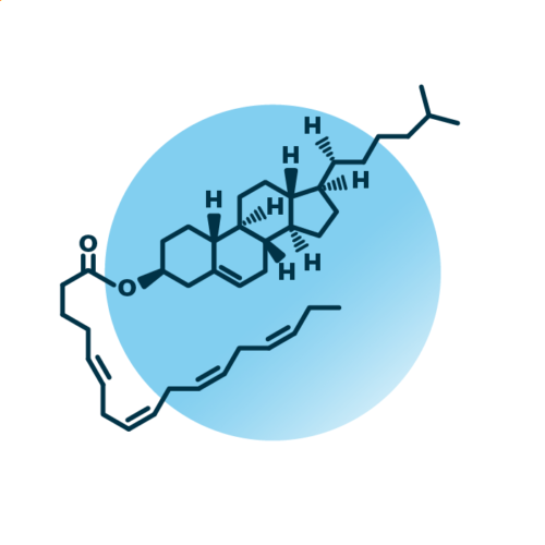 An example for the molecular structure of cholesteryl esters, specifically CE 16:4;0.