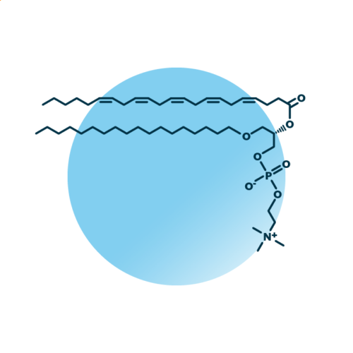 An example for the molecular structure of ether-linked phosphatidylcholine, specifically PC O- 18:0;0/22:5;0.