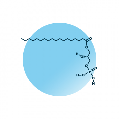 An example for the molecular structure of lyso-phosphatidate, specifically LPA 18:0;0.