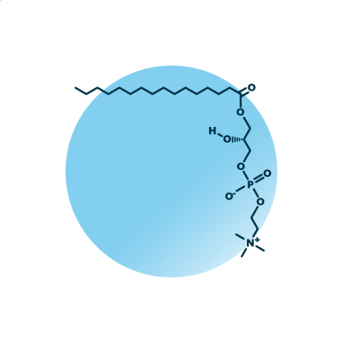 An example for the molecular structure of lyso-phosphatidylcholine, specifically LPC 16:0;0.