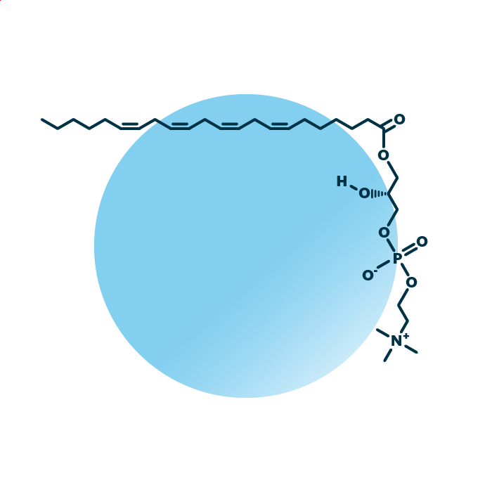 An example for the molecular structure of lyso-phosphatidylcholine, specifically LPC 22:4;0.
