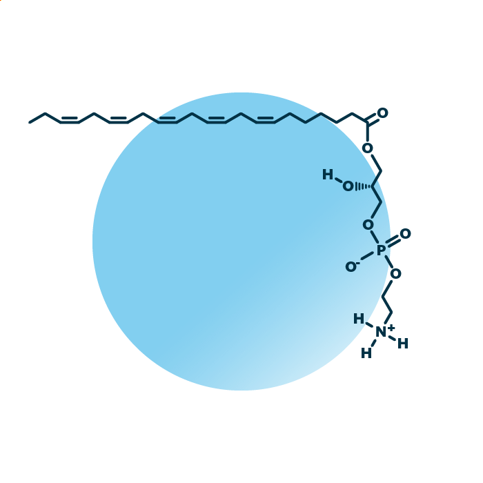 An example for the molecular structure of lyso-phosphatidylethanolamine, specifically LPE 22:5;0.