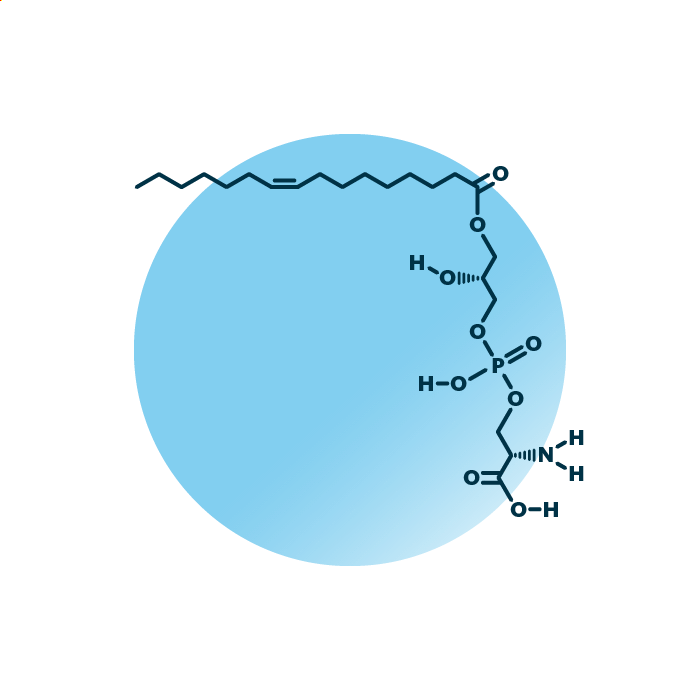 An example for the molecular structure of lyso-phosphatidylserine, specifically LPS 16:1;0.