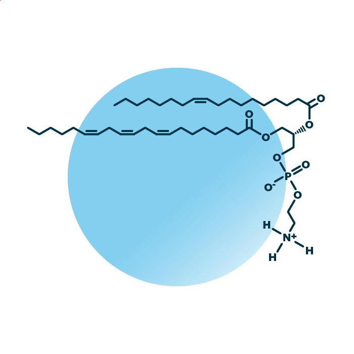 An example for the molecular structure of phosphatidylethanolamine, specifically PE 18:1;0_20:3;0.