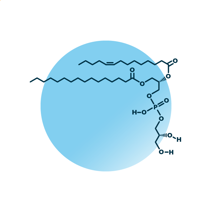 An example for the molecular structure of phosphatidylglycerol, specifically PG 14:1;0_16:0;0.