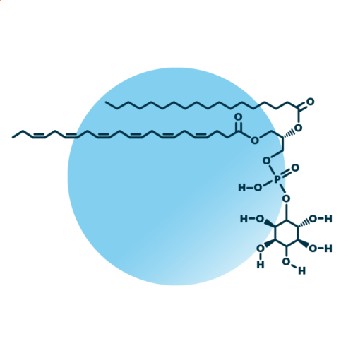 An example for the molecular structure of phosphatidylinositol, specifically PI 18:0;0_22:6;0.