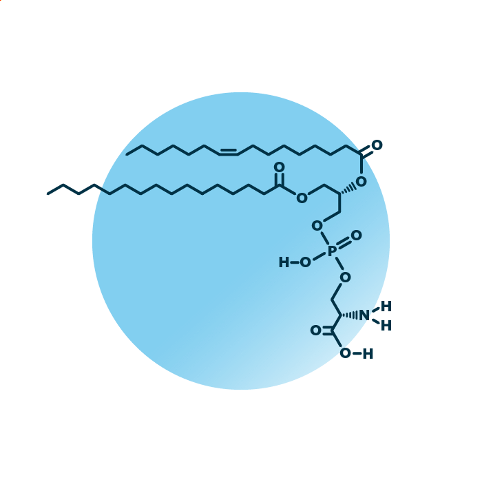 An example for the molecular structure of phosphatidylserine, specifically PS 16:0;0_16:1;0.