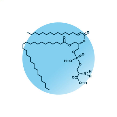 An example for the molecular structure of phosphatidylserine, specifically PS 16:1;0_26:0;0.