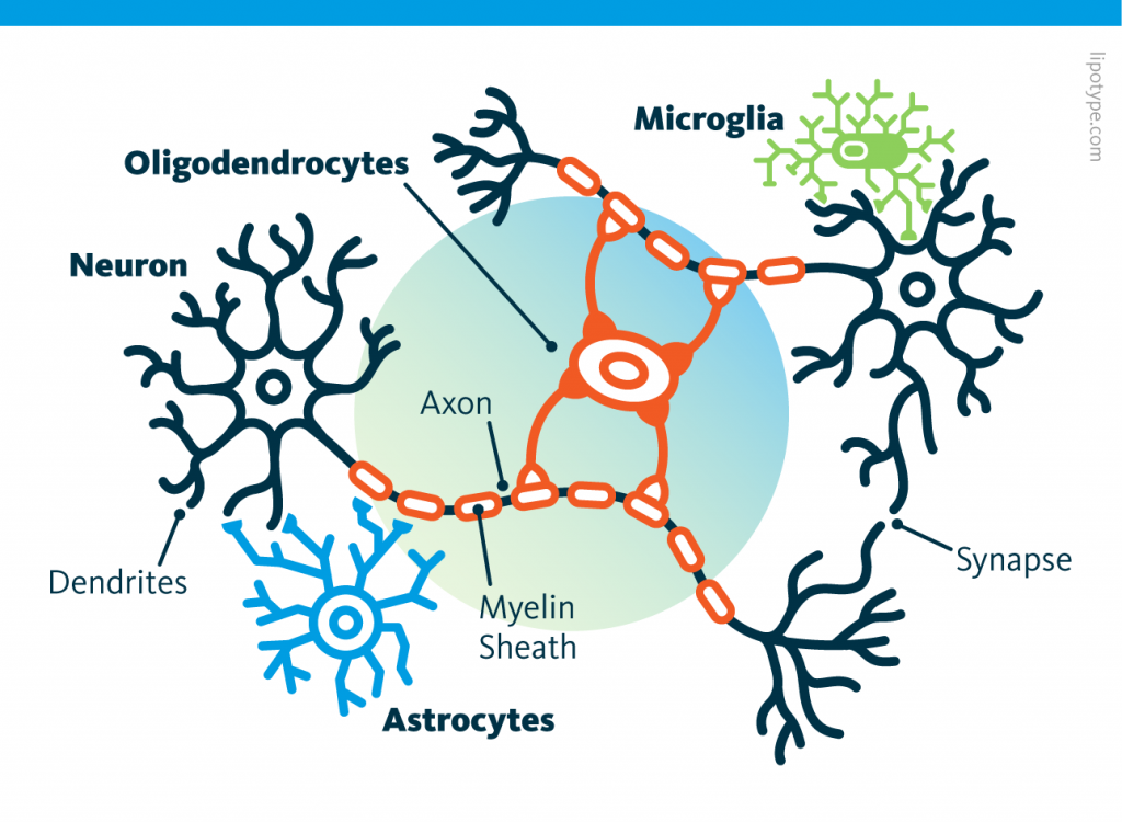 An infographic showing neurons, oligodendrocytes, microglia, and astrocytes, and how the different neural cell types of the brain are connected to each other.