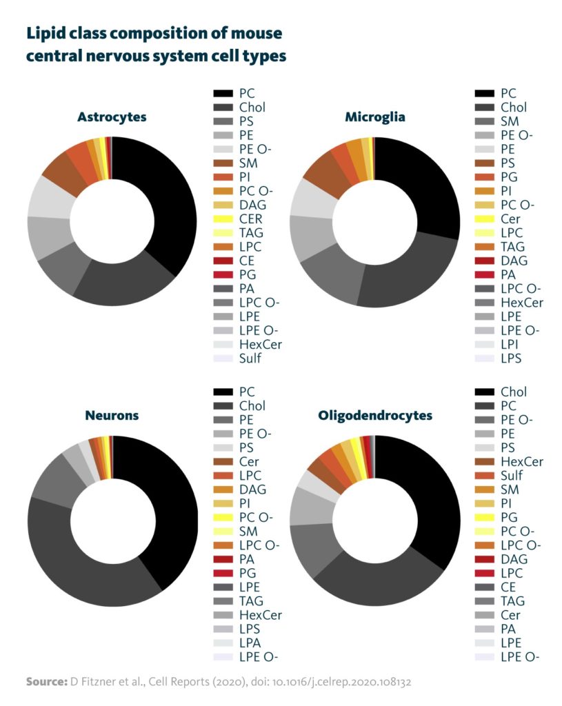 Scientific graphs showing the average distribution of the 20 most abundant lipid classes in primary cell cultures of neurons, oligodendrocytes, microglia, and astrocytes.